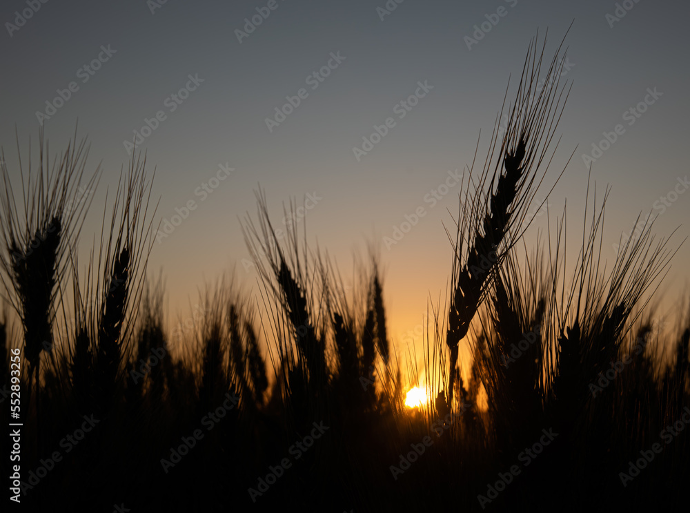 Amanecer en un campo de trigo.