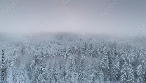 Aerial view to the snow-clad Nordic coniferous woodland with the dreamy misty sunset sky in the background