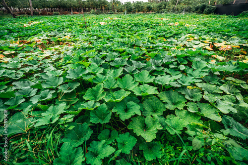 An agricultural field planted with gourds  zucchini  pumpkins  squashes on a farm on a tropical island  Thoddoo  a green field completely overgrown with pumpkin plants