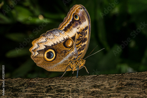 Closeup of a Magnificent Owl butterfly with it's wings closed on tree bark