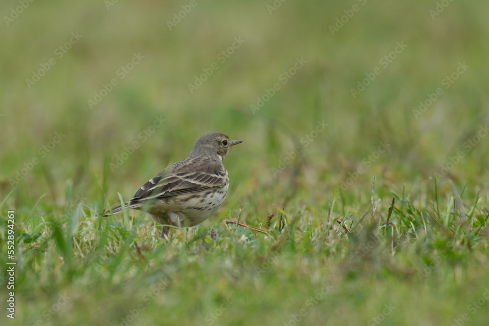 buff bellied pipit in a field buff bellied pipit in a field