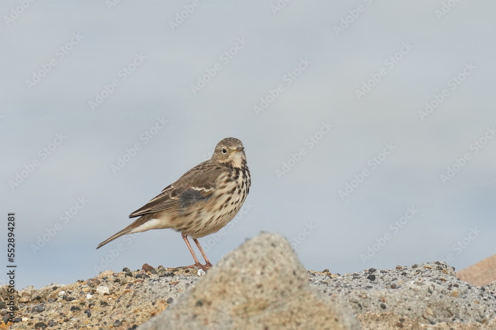buff bellied pipit in a field buff bellied pipit in a field