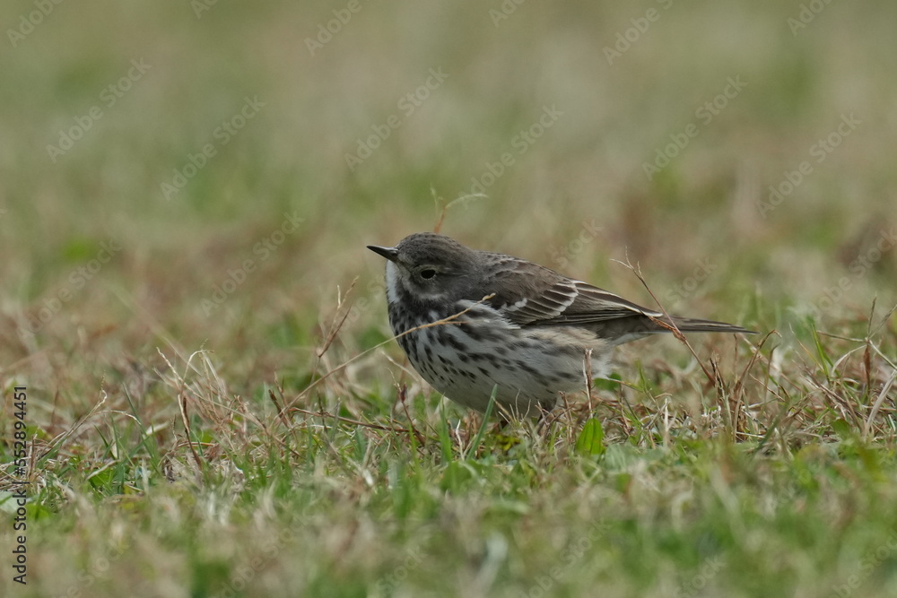 buff bellied pipit in a field buff bellied pipit in a field