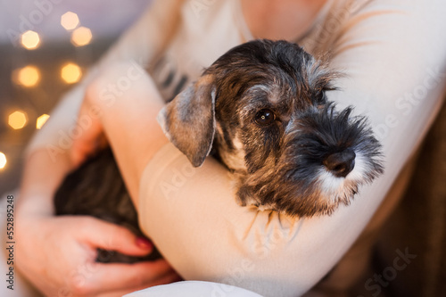 cute little schnauzer puppy sitting on the handles touchingly with bokeh lights photo