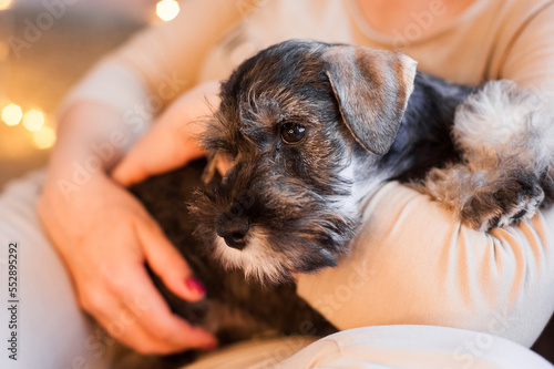 cute little schnauzer puppy sitting on the handles touchingly with bokeh lights photo