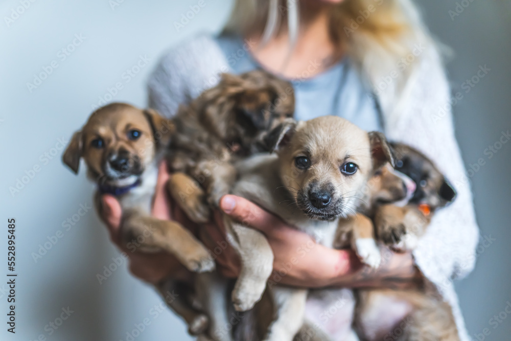 Closeup indoor portrait of a group of mixed-breed rescued puppy dogs held in the arms of unrecognizable caucasian person. Temporary home concept. High quality photo