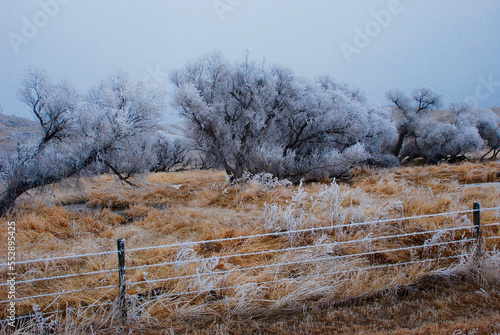 Trees and fence covered with hoarfrost 
