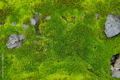 Green moss background. Detailed close up of moss. Moss growing on buildings