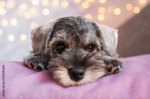 a small gray miniature schnauzer puppy lies on a purple pillow and looks attentively into the camera, the bokeh from the garland is not in the background