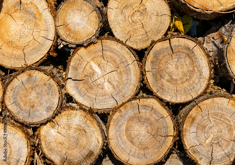 Naklejka premium 切られて換装される丸太の山