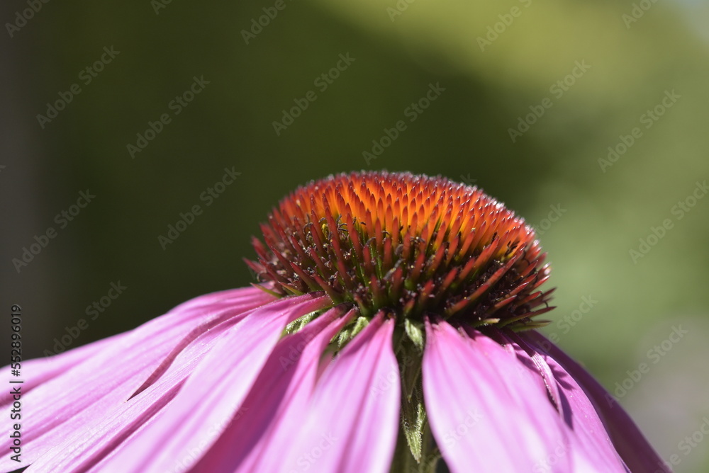 Flowers close ups Flowers close ups
