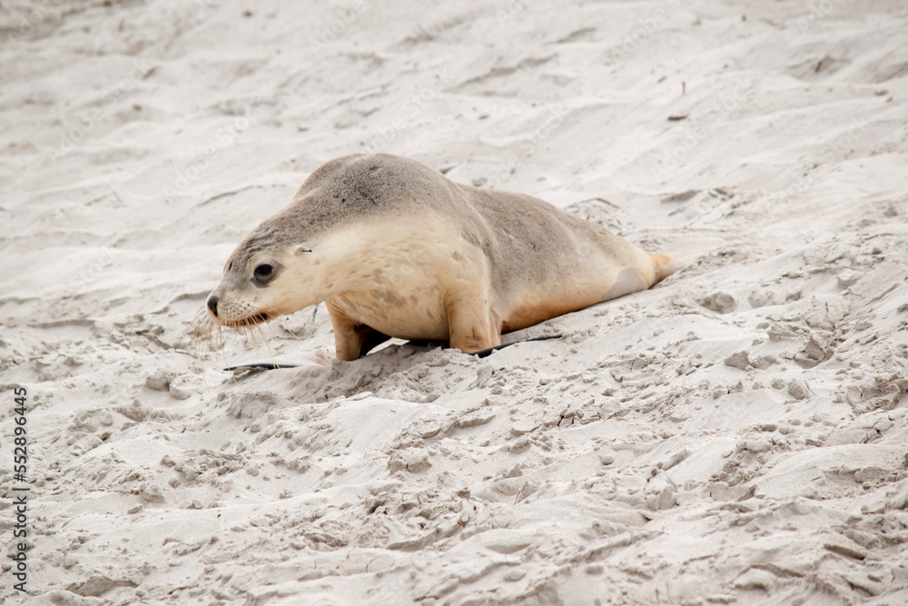 Fototapeta premium the sea lion pup has sand on its body to potect from the cold