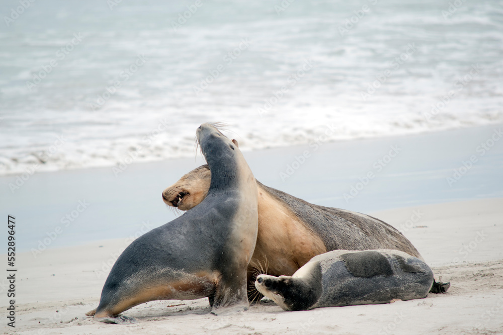 Naklejka premium the sea lions are grey on the top and white on its bottom