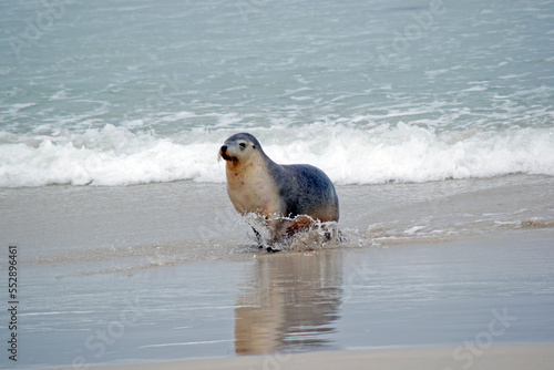 the sea lion has just returned to the beach