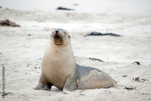 the sea lion pup is grey on the top and white on its bottom