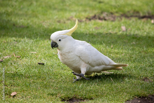 the sulphur crested cockatoo is a white bird with a yellow crest and black beak