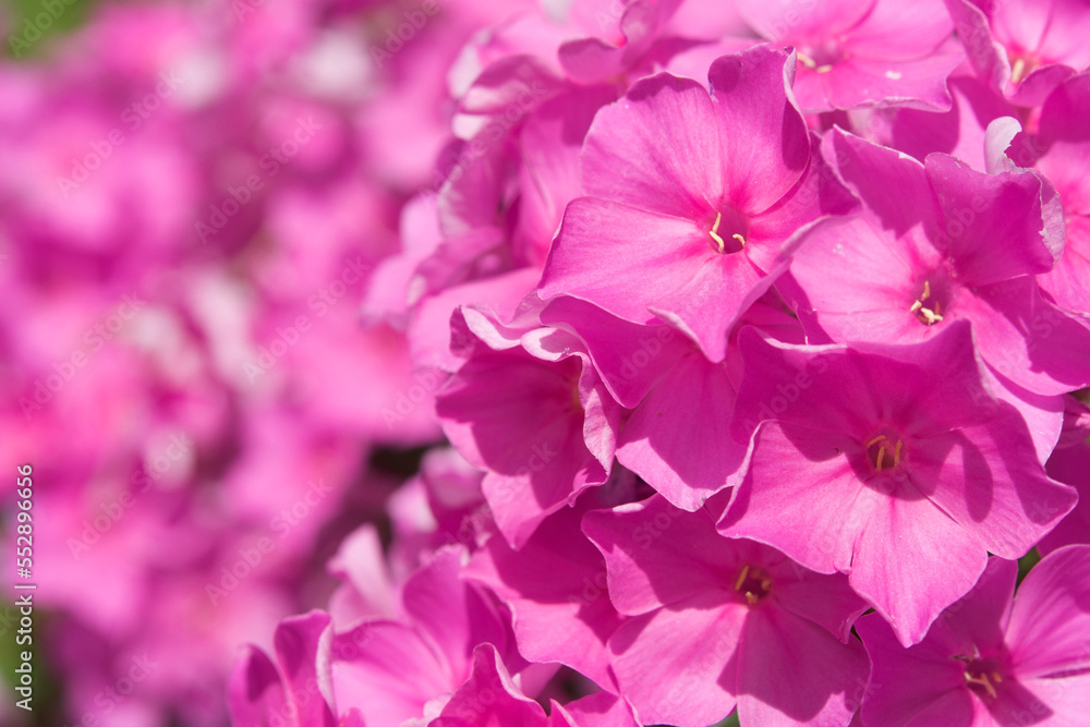 Flowers close ups Flowers close ups