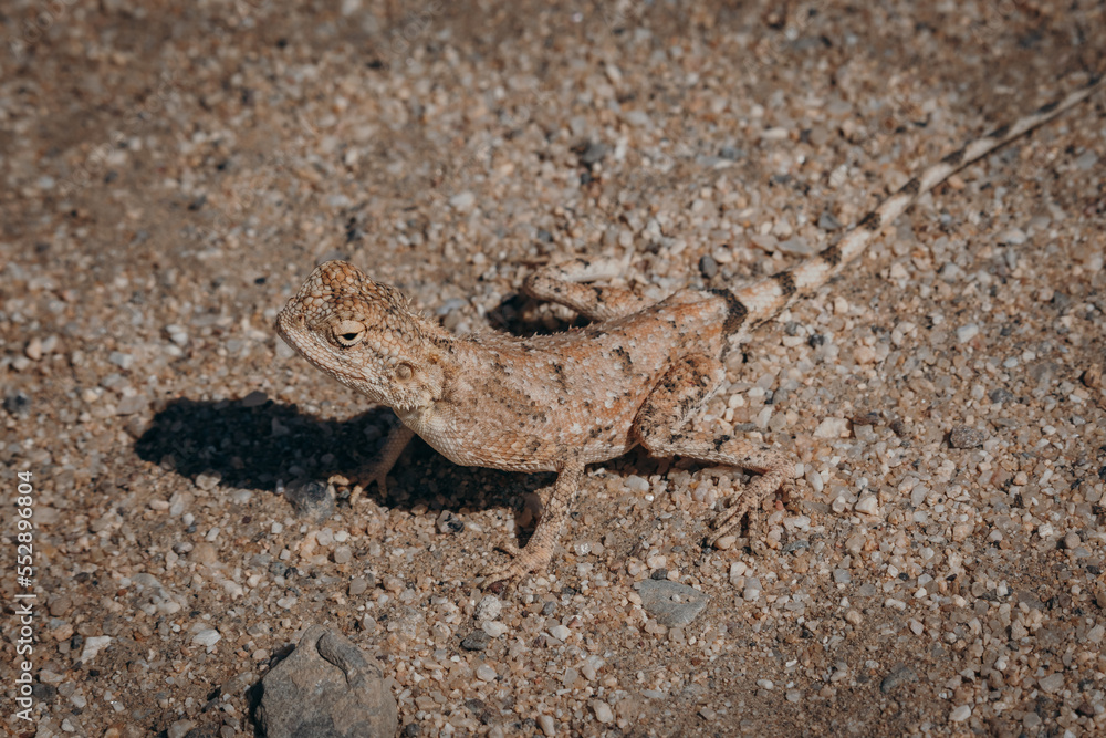 Porträt einer kleinen unscheinbaren Agame, Damaraland, Namibia Porträt einer kleinen unscheinbaren Agame, Damaraland, Namibia