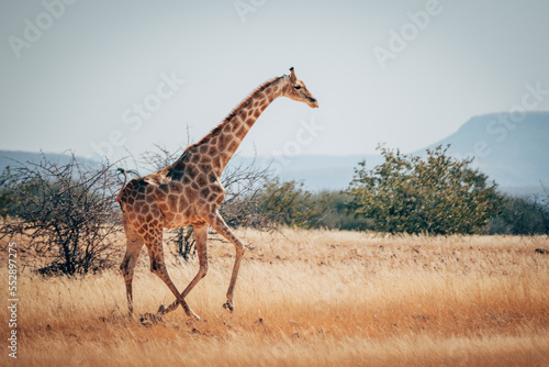Einzelne Giraffe rennt über die Ebene im Damaraland, Namibia