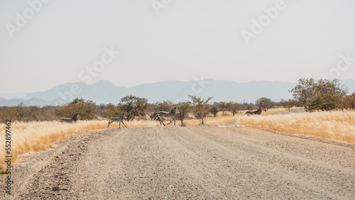 Eine Gruppe Bergzebras  Equus zebra    berquert eine Stra  e ins der Savanne im Damaraland  Namibia