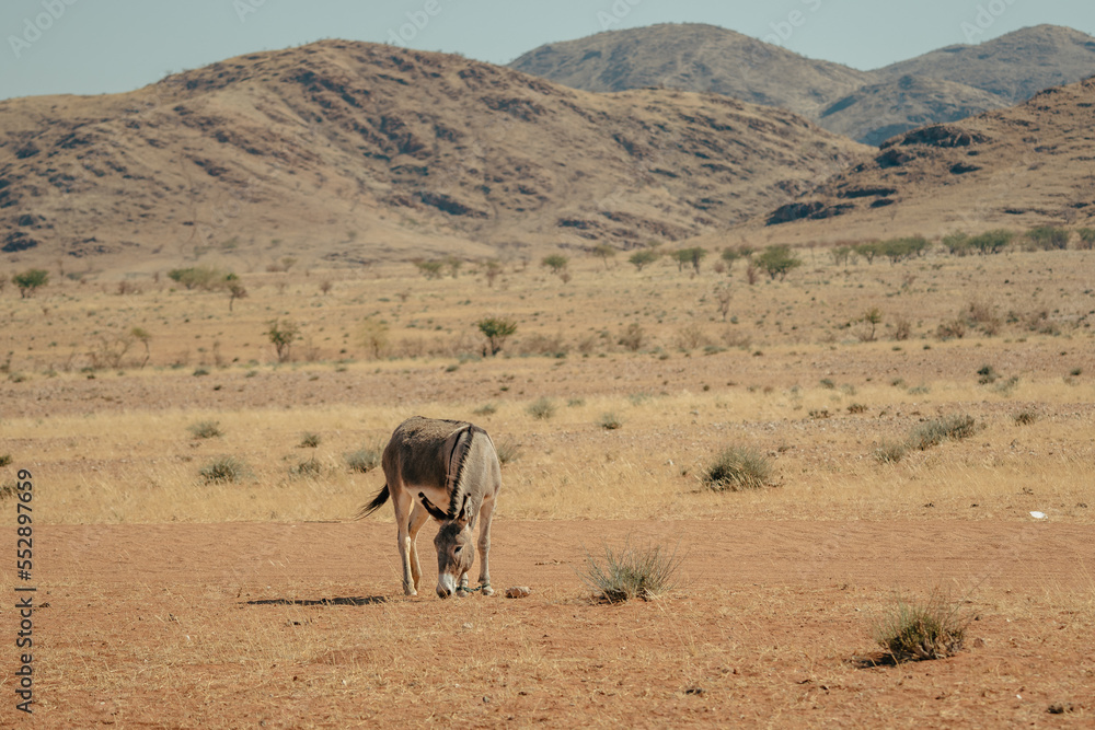 Ein Esel stehen in der heißen, ausgedorrten Landschaft der Trockensavanne und äst das karge Gras, Kaokoveld, Namibia Ein Esel stehen in der heißen, ausgedorrten Landschaft der Trockensavanne und äst das karge Gras, Kaokoveld, Namibia