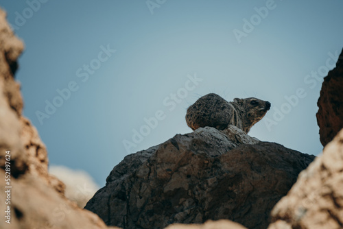 Klippschliefer  Procavia capensis  wacht auf einem schattigen Felsen  Damaraland  Namibia