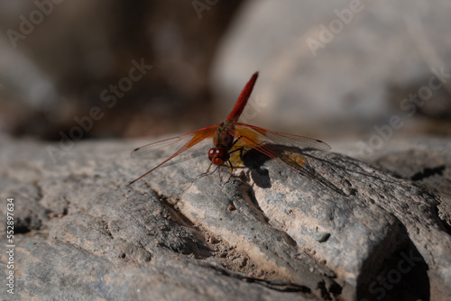 Portrait einer Libelle - Gefleckter Sonnenzeiger (Trithemis kirbyi) auf einem Felsen sitzend, Damaraland, Namibia
