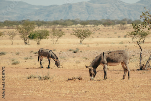 Zwei Esel stehen in der heißen, ausgedorrten Landschaft der Trockensavanne und äsen, Kaokoveld, Namibia
