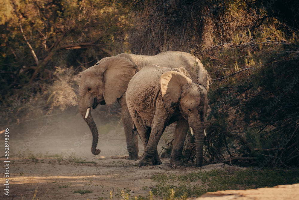 Fototapeta premium Wüstenelefanten (Loxodonta africana) graben im Licht der späten Nachmittagssonne in einem ausgetrockneten Flussbett nach Wasser, Purros, Kaokoveld, Namibia