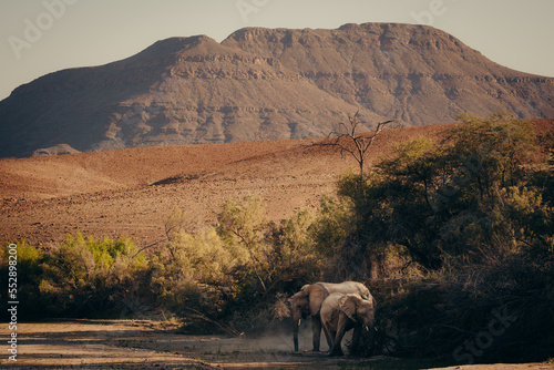 W  stenelefanten  Loxodonta africana  graben im Licht der sp  ten Nachmittagssonne  in einem ausgetrockneten Flussbett nach Wasser  Purros  Kaokoveld  Namibia