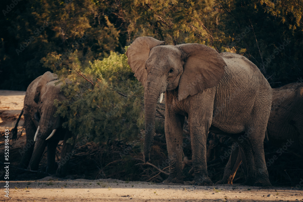 Fototapeta premium Junger Wüstenelefant (Loxodonta africana) steht in der Abendsonne vor grünem Buschwerk am Rande eines ausgetrockneten Flussbettes, Kaokoveld, Namibia