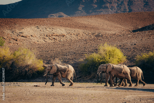Wüstenelefanten (Loxodonta africana) laufen im Licht der späten Nachmittagssonne durch ein ausgetrocknetes Flussbett, Purros, Kaokoveld, Namibia