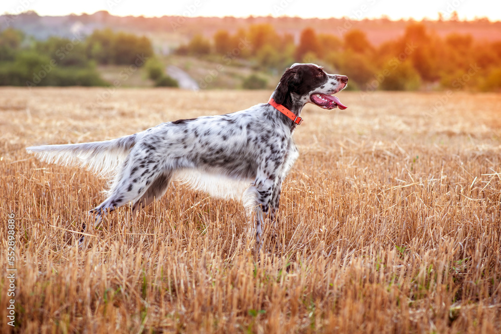 A young beautiful dog of the English Setter breed stands in a rack in a field in the rays of the morning sun. Hunting in the field. Hunting dogs. A young beautiful dog of the English Setter breed stands in a rack in a field in the rays of the morning sun. Hunting in the field. Hunting dogs.