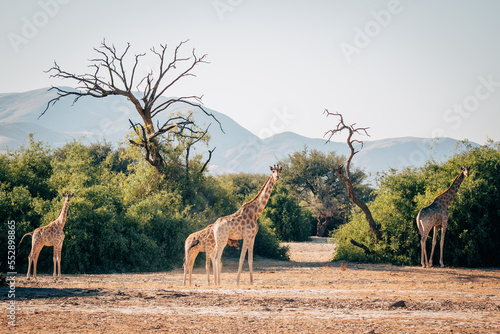Giraffe (Giraffa giraffa) säugt ihr Jungtier zwischen grünen Büschen in einem ausgetrocknetes Flussbett im Kaokoveld in der Nähe von Purros, Kunene, Namibia