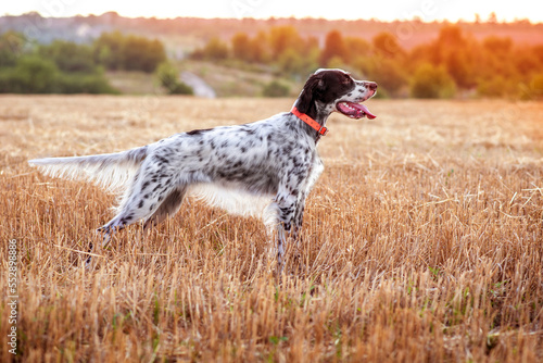 Tablou pe pânză A young beautiful dog of the English Setter breed stands in a rack in a field in the rays of the morning sun