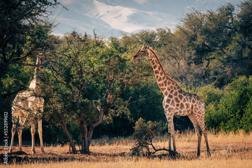 Giraffen  Giraffa giraffa  in einem ausgetrockneten Flussbett im Kaokoveld in der N  he von Purros  Kunene  Namibia