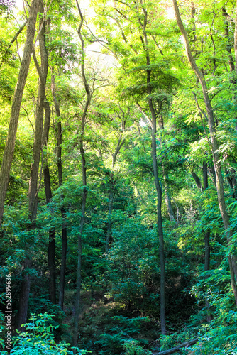 Tall trees. A green, shady forest, national park at sunny summer day. Tall, branchy acacia, Robinia or locust trees with lush, dense foliage. Beautiful natural landscape. Panoramic image. Looking up.