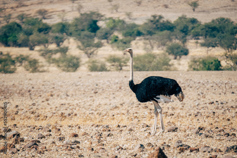 Naklejka premium Männlicher Afrikanischer Strauß (struthio camelus) stolziert über die Trockensavanne, Kaokoveld, Namibia