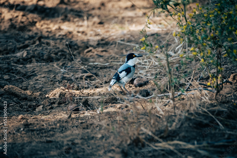 Obraz premium Männlicher Priritschnäpper (Batis pririt) am Ufer des Kunene, Namibia
