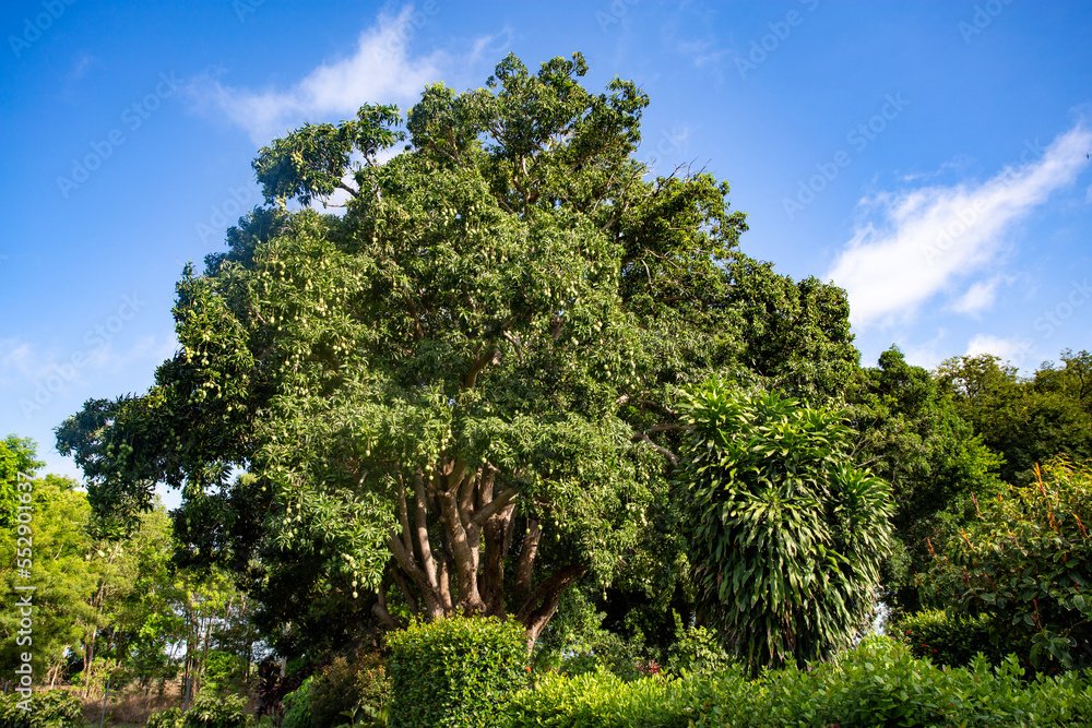 Fototapeta premium Mango Tree and Hanging Green Mangoes