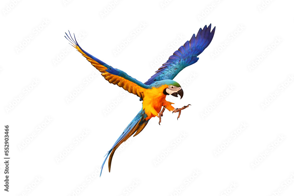 Colorful flying parrot isolated on transparent background.