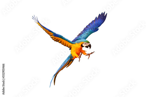 Colorful flying parrot isolated on transparent background.