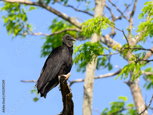 Black Vulture © FotoRequest