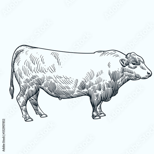 Vintage hand drawn sketch black angus