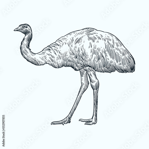 Vintage hand drawn sketch emu bird
