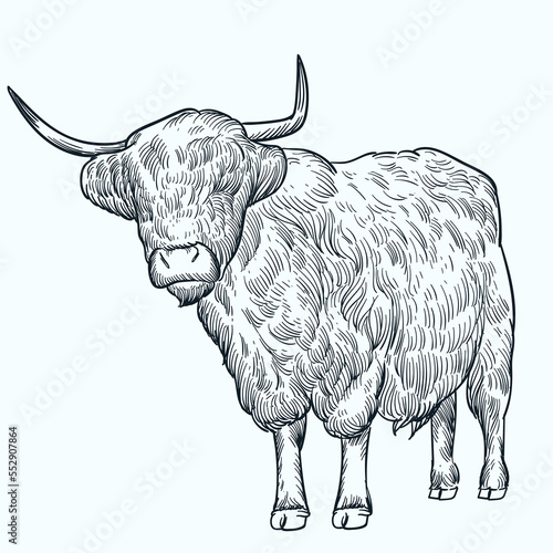 Vintage hand drawn sketch highland horn cattle