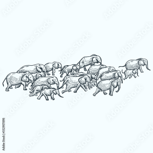 Vintage hand drawn sketch elephants colony 