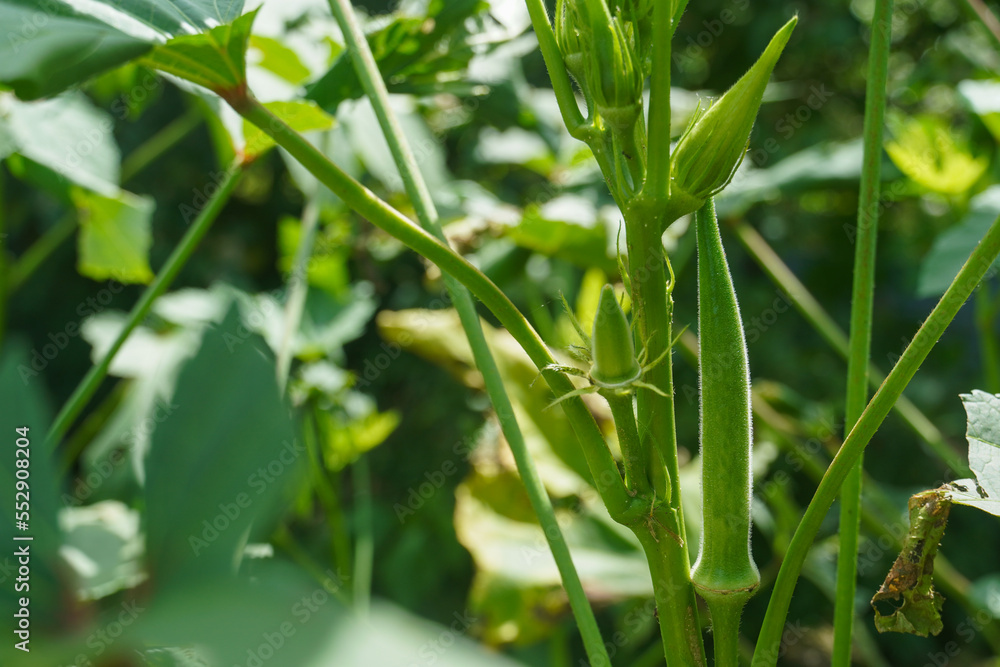 Fototapeta premium Straight okra plant growing in a home garden