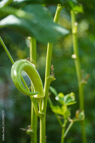Okra plant growing in a home garden
