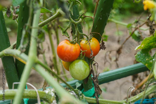Tomatoes growing in a home garden. 
